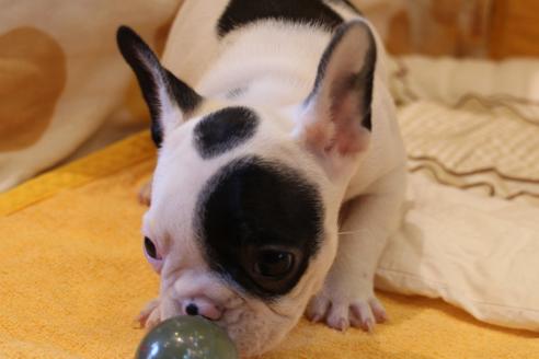 成約済の愛知県のフレンチブルドッグ-43148の1枚目