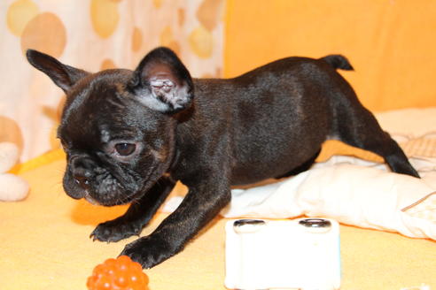 成約済の愛知県のフレンチブルドッグ-43143の5枚目