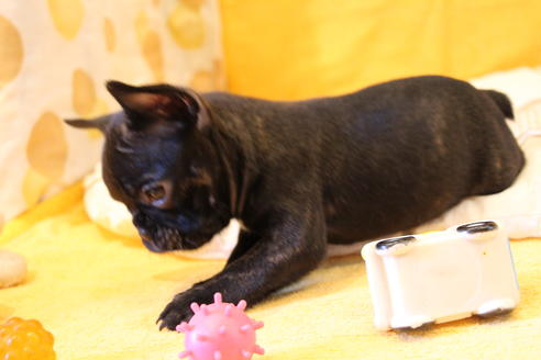 成約済の愛知県のフレンチブルドッグ-43143の4枚目