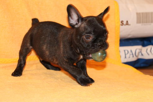 成約済の愛知県のフレンチブルドッグ-43143の3枚目