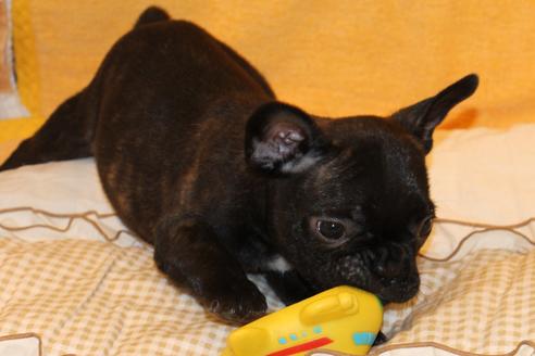 成約済の愛知県のフレンチブルドッグ-43143の2枚目