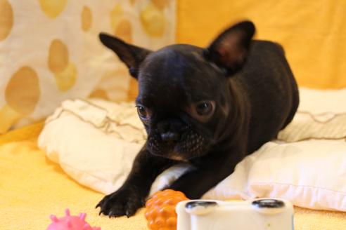 成約済の愛知県のフレンチブルドッグ-43143の1枚目