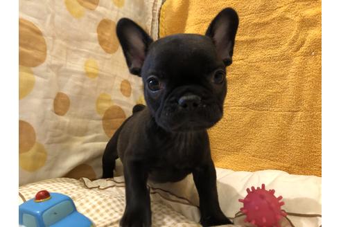 成約済の愛知県のフレンチブルドッグ-43142の3枚目
