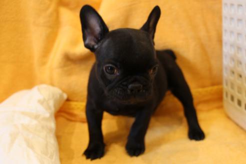成約済の愛知県のフレンチブルドッグ-43142の1枚目