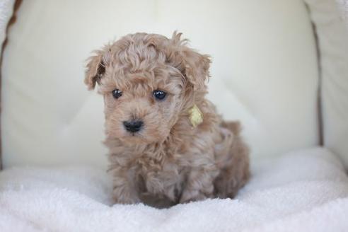 成約済の滋賀県のトイプードル-44913の2枚目