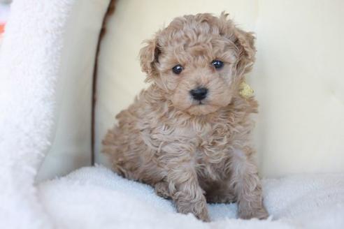 成約済の滋賀県のトイプードル-44913の1枚目