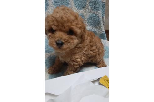 子犬