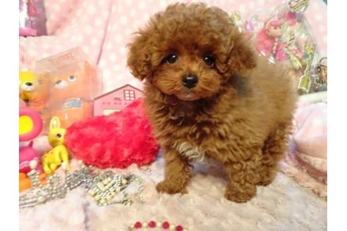 成約済の静岡県のトイプードル-45005の5枚目