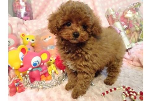 成約済の静岡県のトイプードル-45005の2枚目