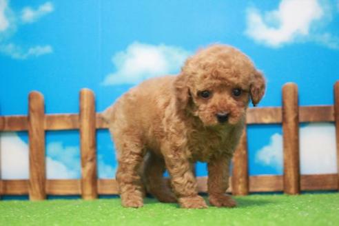 成約済の滋賀県のトイプードル-44540の1枚目