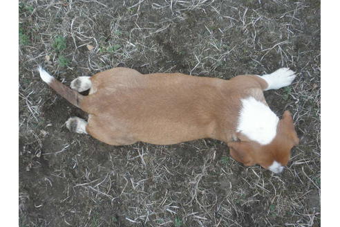 成約済の神奈川県のミックス犬-36374の5枚目