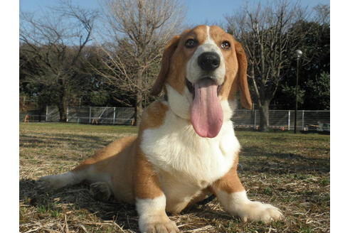 成約済の神奈川県のミックス犬-36373の3枚目