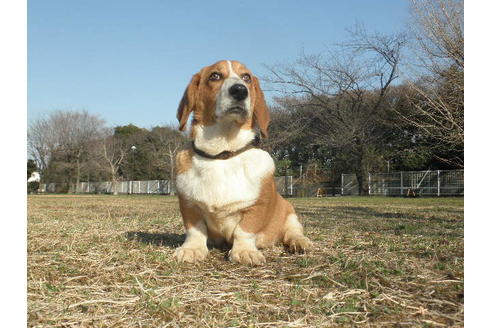 成約済の神奈川県のミックス犬-36373の2枚目