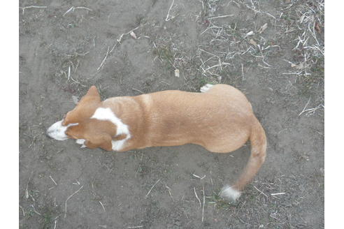 成約済の神奈川県のミックス犬-36373の1枚目