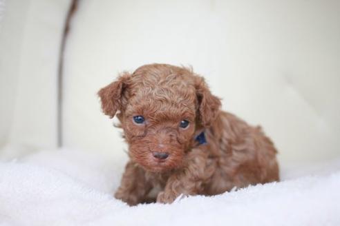 成約済の滋賀県のトイプードル-45034の2枚目