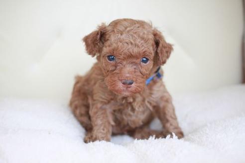 成約済の滋賀県のトイプードル-45034の1枚目