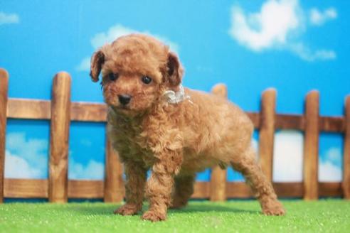 成約済の滋賀県のトイプードル-44541の2枚目