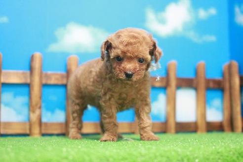 成約済の滋賀県のトイプードル-44541の1枚目