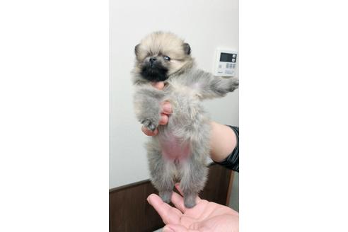 成約済の千葉県のポメラニアン-45100の3枚目