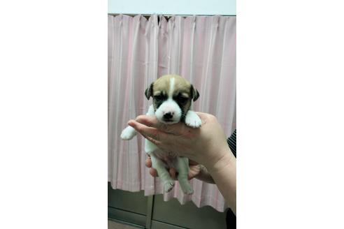 成約済の千葉県のジャックラッセルテリア-45103の3枚目