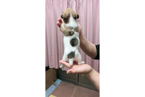 成約済の千葉県のジャックラッセルテリア-45103の2枚目
