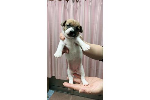成約済の千葉県のジャックラッセルテリア-45104の2枚目