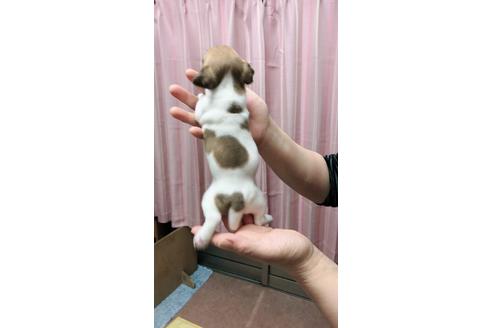 成約済の千葉県のジャックラッセルテリア-45104の3枚目