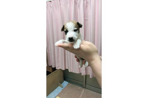 成約済の千葉県のジャックラッセルテリア-45105の3枚目