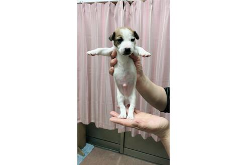 成約済の千葉県のジャックラッセルテリア-45105の1枚目