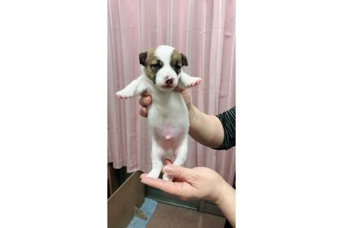 成約済の千葉県のジャックラッセルテリア-45107の2枚目