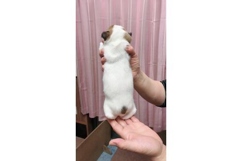 成約済の千葉県のジャックラッセルテリア-45107の3枚目