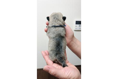 成約済の千葉県のパグ-45111の1枚目