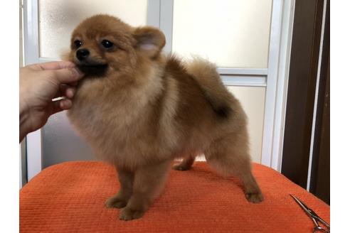 成約済の新潟県のポメラニアン-45114の1枚目