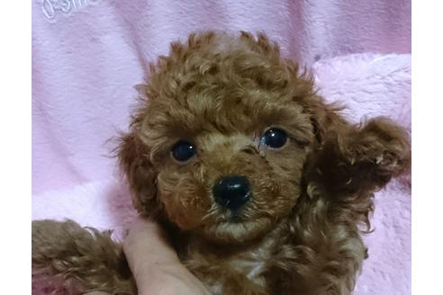 成約済の愛知県のトイプードル-45115の3枚目