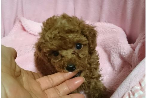 成約済の愛知県のトイプードル-45115の5枚目