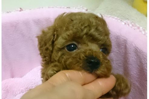成約済の愛知県のトイプードル-45115の2枚目