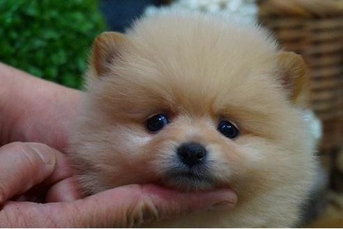 成約済の京都府のポメラニアン-44201の3枚目