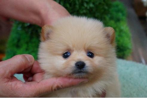 成約済の京都府のポメラニアン-44201の2枚目