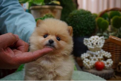 成約済の京都府のポメラニアン-44201の1枚目