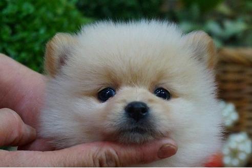 成約済の京都府のポメラニアン-44203の3枚目