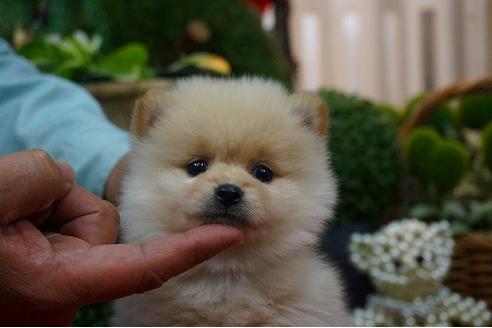 成約済の京都府のポメラニアン-44203の2枚目