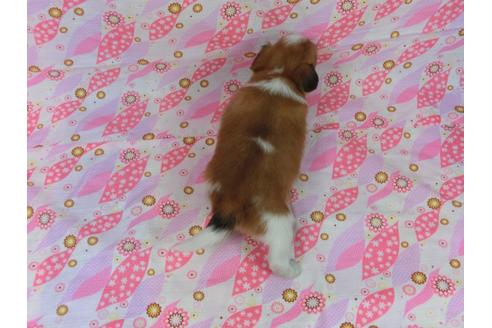 成約済の千葉県のパピヨン-45120の1枚目