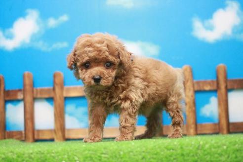 成約済の滋賀県のトイプードル-44914の2枚目