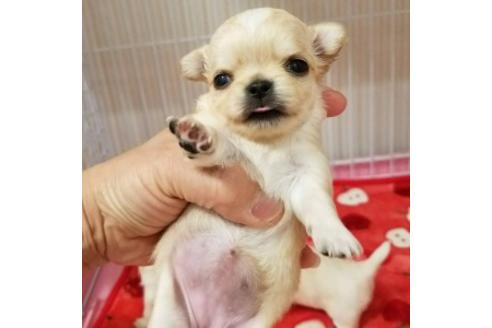 成約済の東京都のチワワ(ロングコート)-45148の1枚目