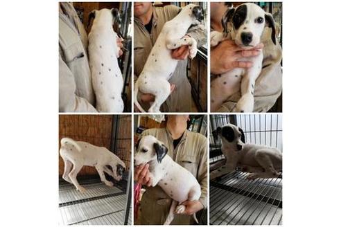 成約済の北海道のミックス犬-45158の1枚目