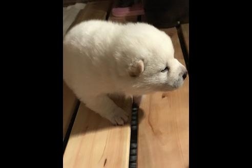 成約済の広島県の柴犬-45238の2枚目