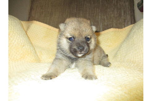 成約済の佐賀県の柴犬-44990の3枚目