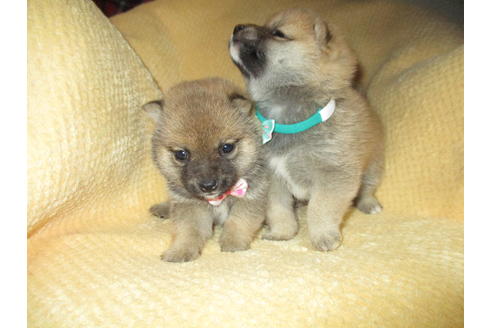 成約済の佐賀県の柴犬-44990の1枚目