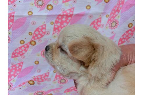 成約済の千葉県のチワワ(ロングコート)-45301の1枚目