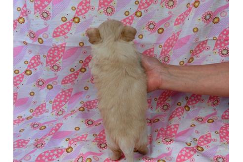 成約済の千葉県のチワワ(ロングコート)-45301の3枚目